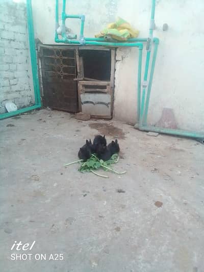 English angora bunnies looking for new shelter