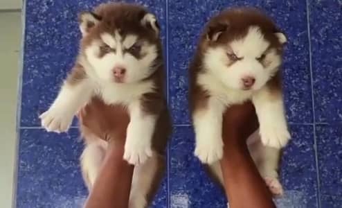 Siberian Husky Male puppy 