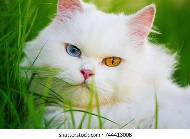 parsian male cat for sale in odd eyes full breeder male hai
