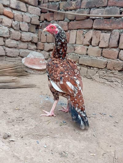 beautifull aseel hen for sale