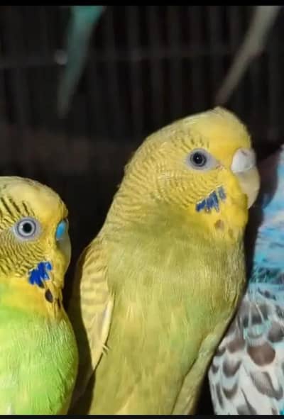 austrlin Budgie pair