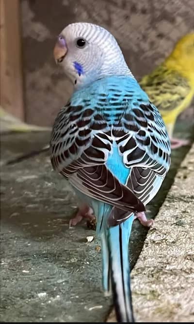 austrlin Baredar Male