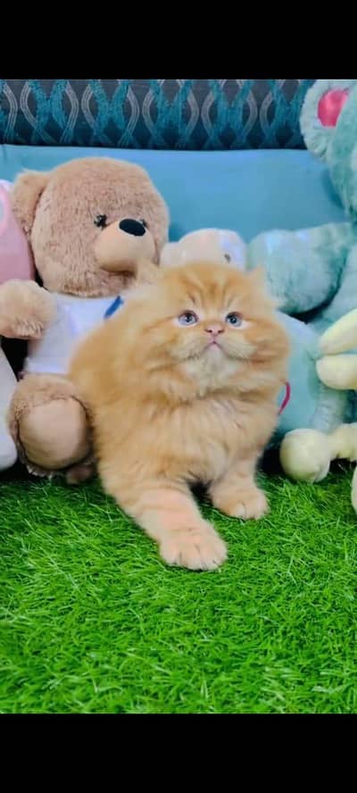 pure Persian cat vaccinated triple coted