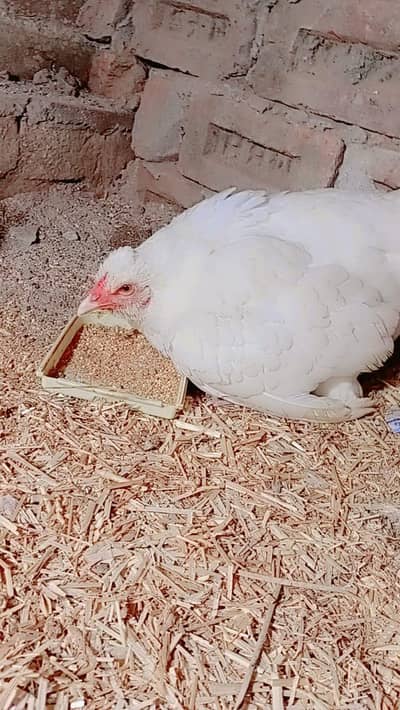 Pure Aseel Hera Hen with 11 Healthy Chicks for Saleo(1چوزے ہیں1)