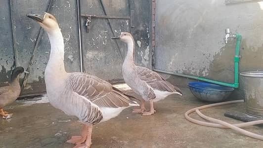 pair for sale 03164350590