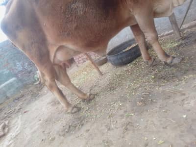 pure SAHIWAL nasal red color cow 3rd wara 03421217945