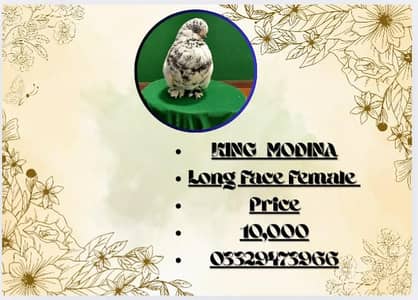Breeder long face female  Healthy and Active King Modina