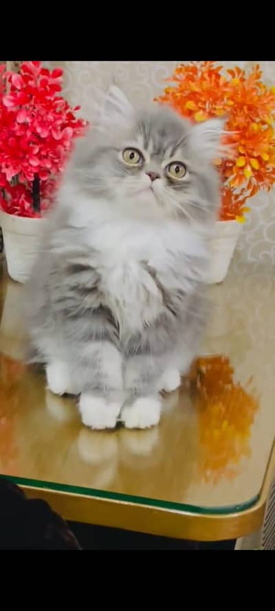 Persian cat triple coated and littler ternd