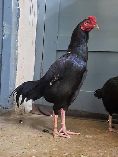 black aseel eggs  fresh and fertil