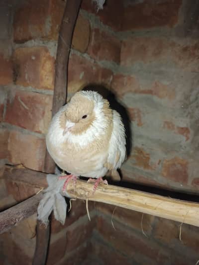 Fancy pigeon for sale