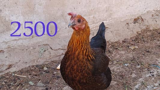 eggs lagging active hens