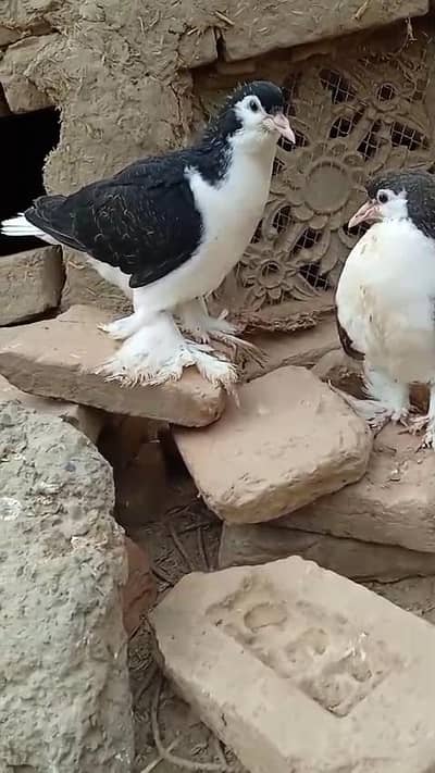 Lahore Sherazi pigeon chicks 3185461922
