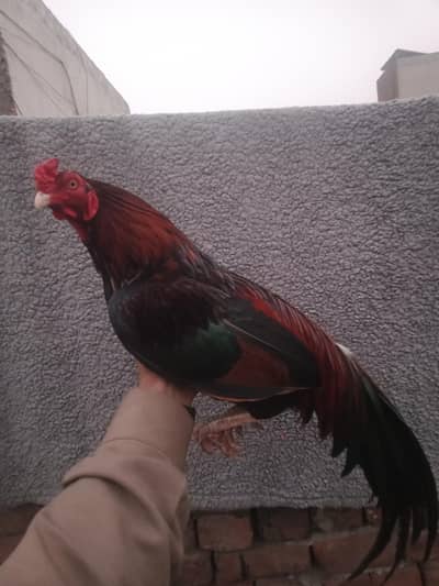 2 sal age brighter acchi quality murga mianwali aseel mail