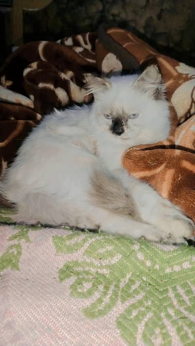HIMALAYAN PERSIAN