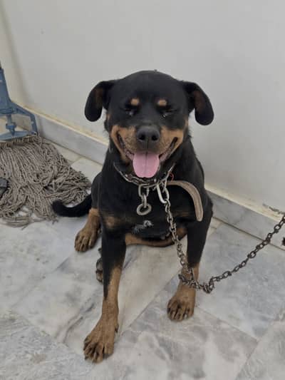 Female fully trained rottweiler, perfect guard dog. Not aggressive