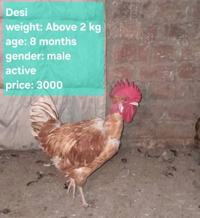 Ghar k pale hue desi