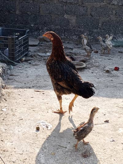 aseel murghi 8 bachon k sath