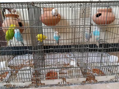 australian parrots for sale