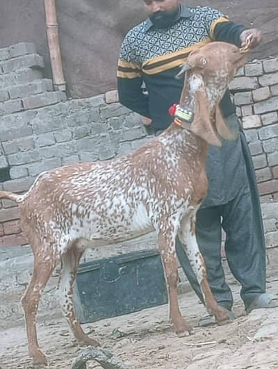 Makhi cheeni Gabn path sale