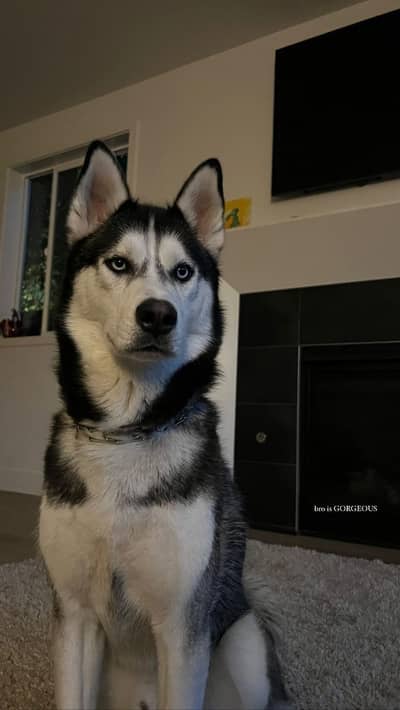 Siberian Husky | odd eyes Husky female | double coated | breeder