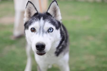 Siberian Husky | odd eyes Husky female | double coated | breeder