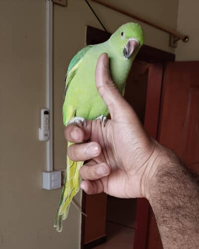 African ringneck hand tame & friendly (check details in description)