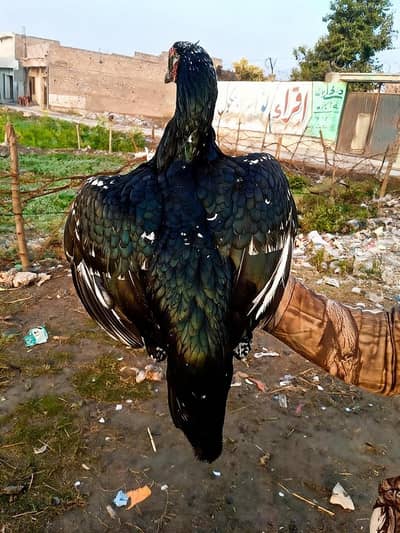 Aseel lasani (w)03/23/98/45/711