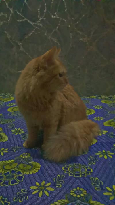 long coat _______ fully taim ______  fully active cat 