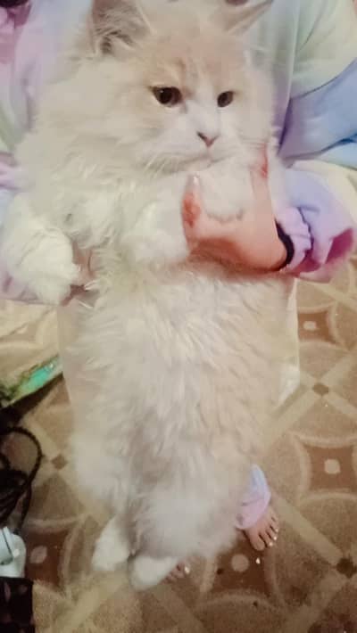 kitten color light brown and light white