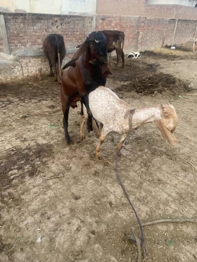 Goats for sale in Lahore