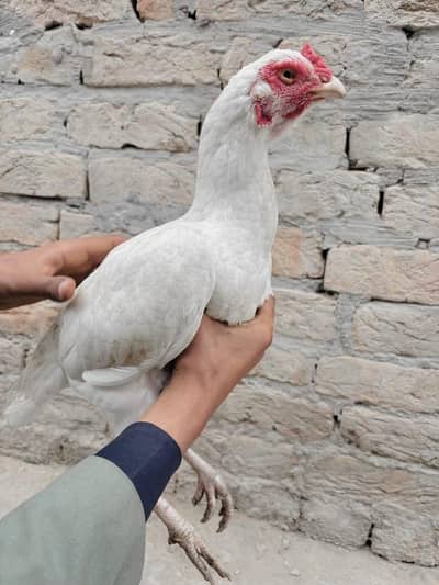 High quality Aseel Heera nasal available 0313 8150069