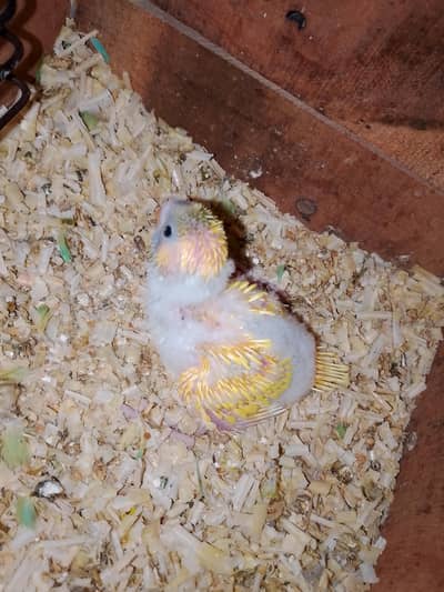 0327-0277654/cocktail/cage/parrot/love bird/hogo/bajri/hand tame/chick