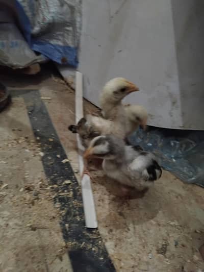 Aseel chiks  for sale