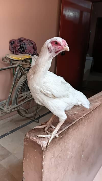 Shamo Heera Aseel Female Murghi in resonable price