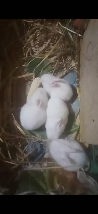 chichawatni Adda ka sawal.