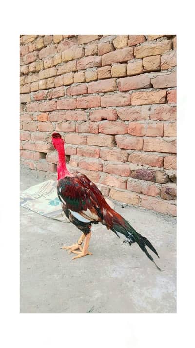 bahot avha patha for sale mazboot