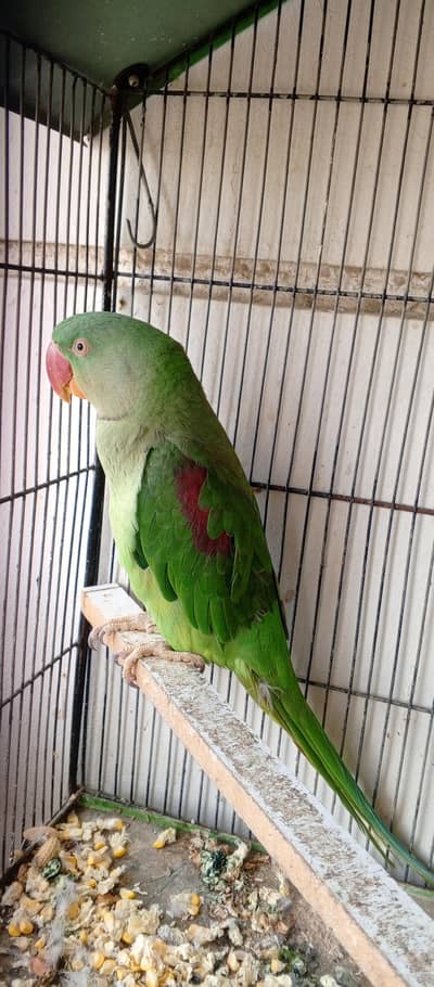 RAW ALEXANDRATE PARROT