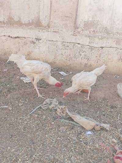 pepar waht heera morga or morgi