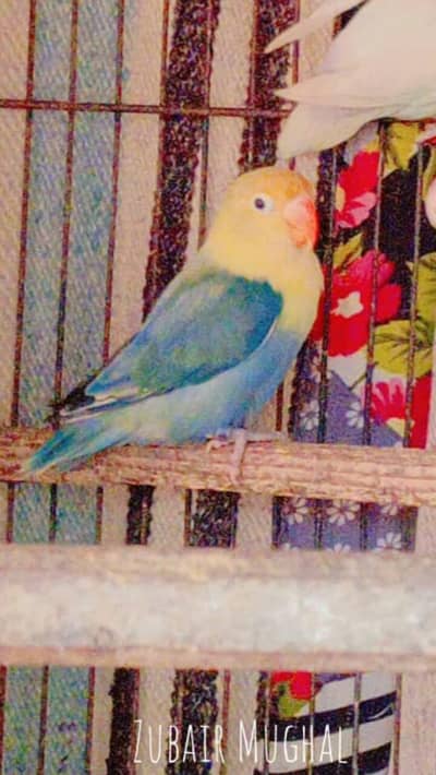 parblue euwing opline