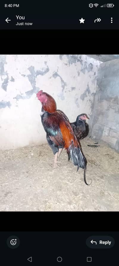 Mianwali aseel murga for sale |high quality