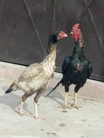 Pure Aseel Cock and Hen for Sale