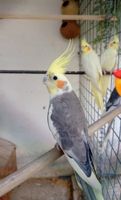 cocktail 2 female 1 mail