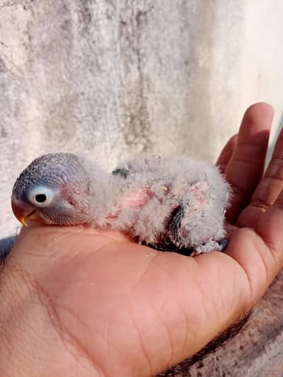 Love bird chicks