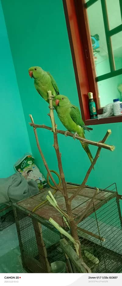 Adult female ringneck