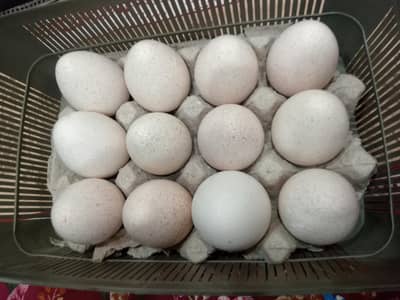 turkey  eggs