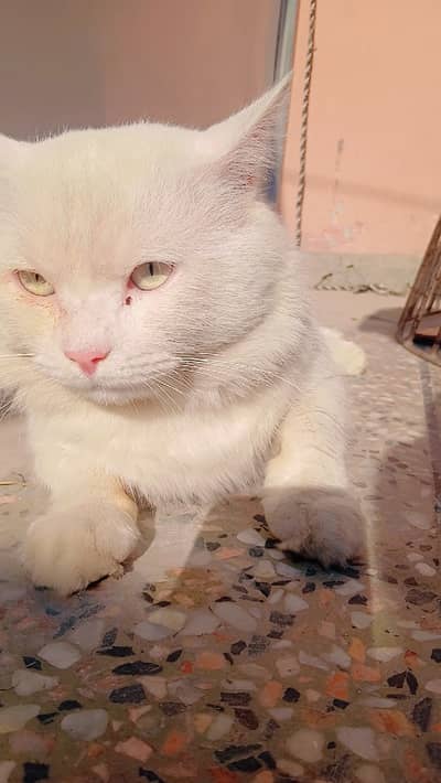White Persian Mix Cat for Sale Healthy White Cat Available for Sale A