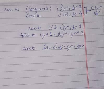 Aseel. Desi. Mesri hens and Chicks.