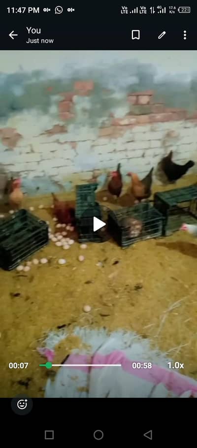 golden misri | desi murghi | golden misri | murghi | hen