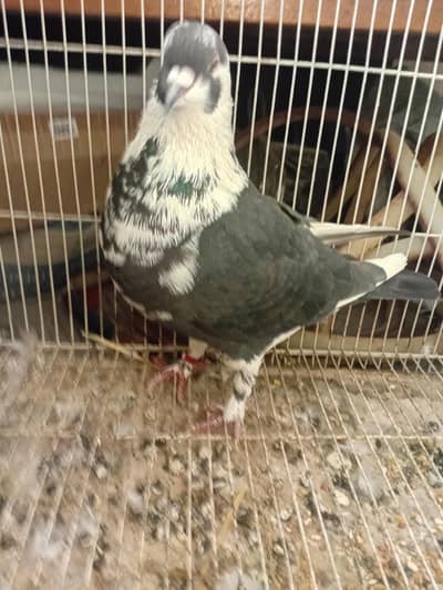 Pigeon sherazi chicks