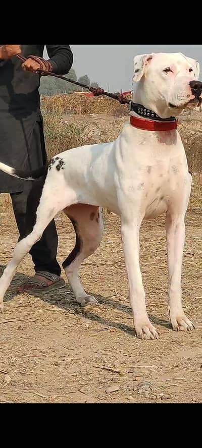 bully gultair female breeder for sale